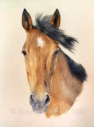 Jument Kitine dessine en portrait quin